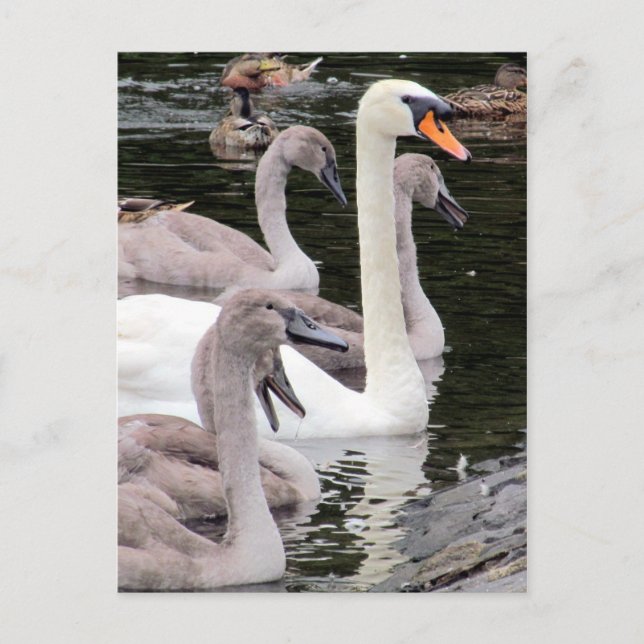 Mute Swan Family Postkarte (Vorderseite)