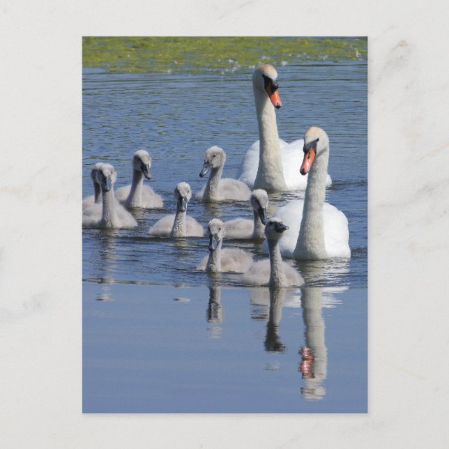 Mute Swan Family Postkarte (Vorderseite)