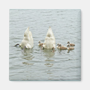 Mute Swan Famly Magnet
