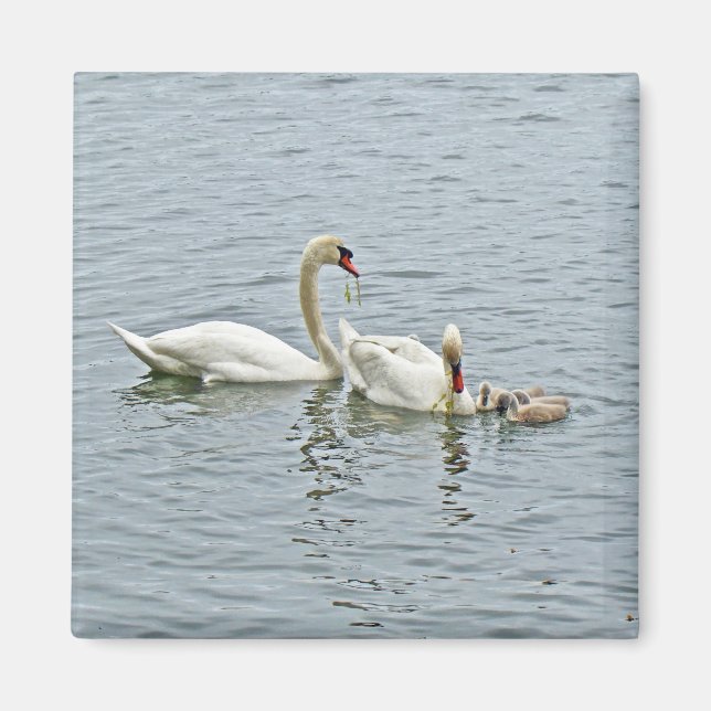 Mute Swan Famly Magnet (Vorne)