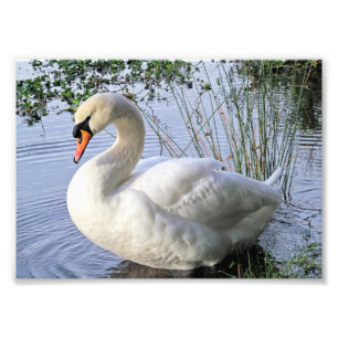 Mute Swan Fotodruck