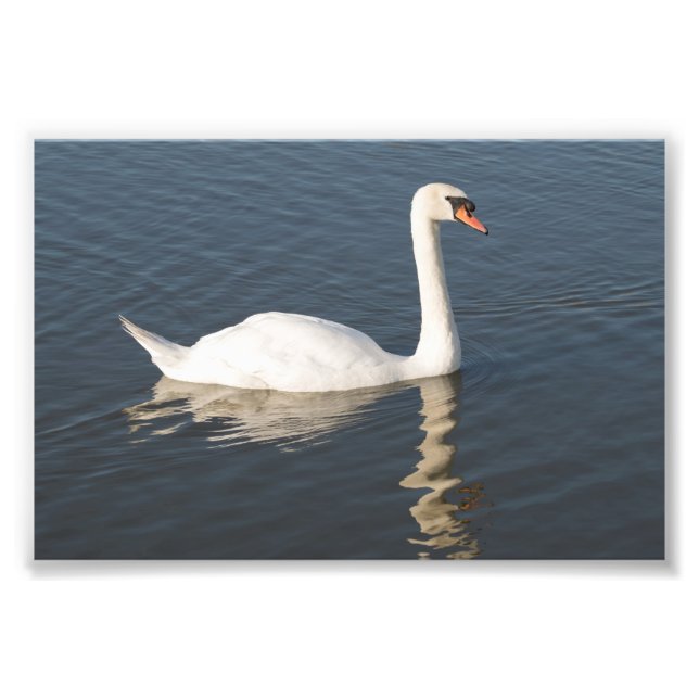 Mute Swan Fotodruck (Vorne)