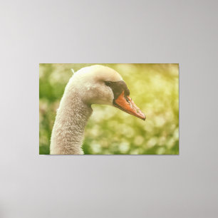 Mute Swan Leinwanddruck