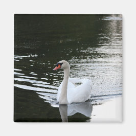Mute Swan Magnet