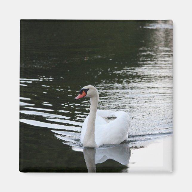 Mute Swan Magnet (Vorne)