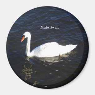 Mute Swan-Magnet Magnet