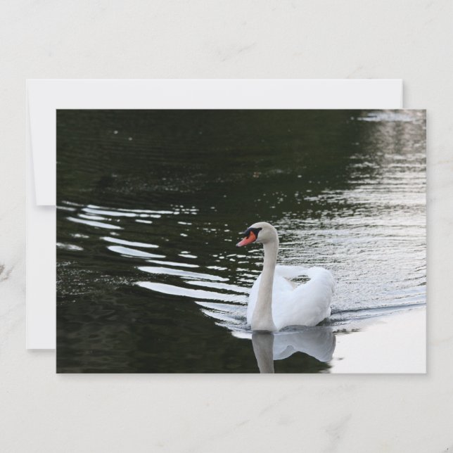 Mute Swan Mitteilungskarte (Vorderseite)