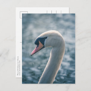 Mute Swan Nature Foto Postkarte