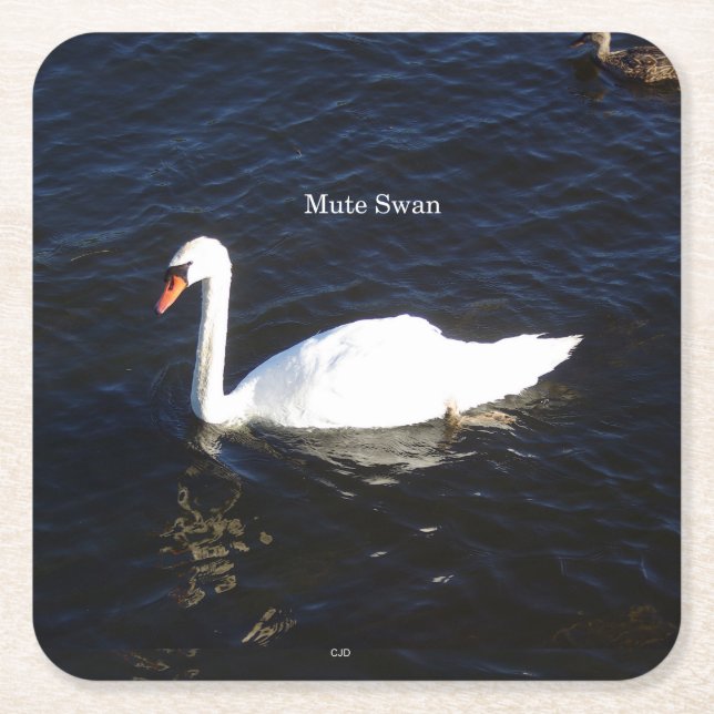 Mute Swan Paper Untersetzer (Vorderseite)
