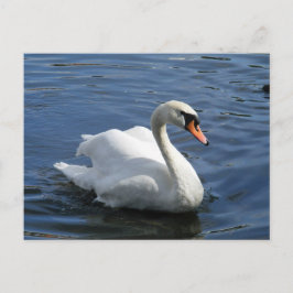 Mute Swan Postcard Postkarte