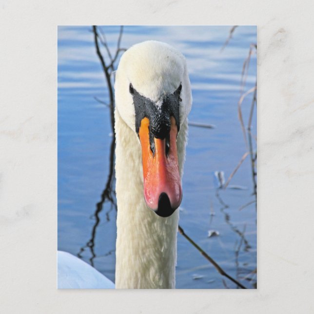 Mute Swan Postkarte (Vorderseite)