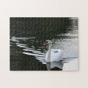 Mute Swan Puzzle