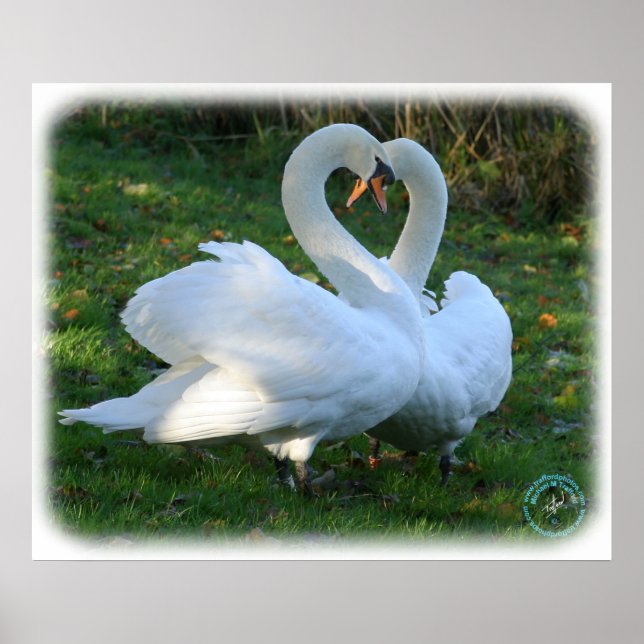 Mute Swans 9Y098D-012 Poster (Vorne)
