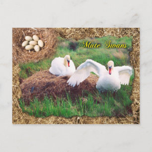 Mute swans bewacht nest, Maryland Postkarte