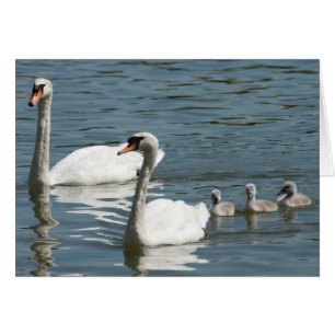 Mute Swans und Entenlings