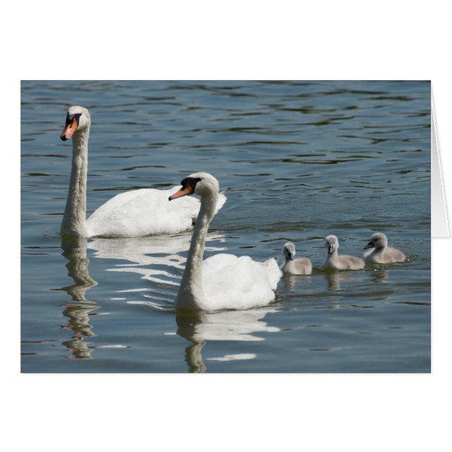 Mute Swans und Entenlings (Vorderseite (Horizontal))