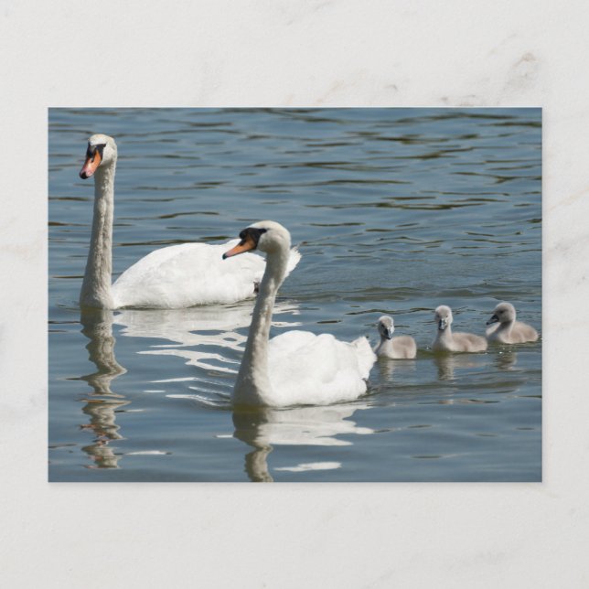 Mute Swans und Entenlings Postkarte (Vorderseite)