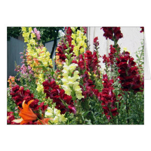 Mutiges Rocket Snapdragons