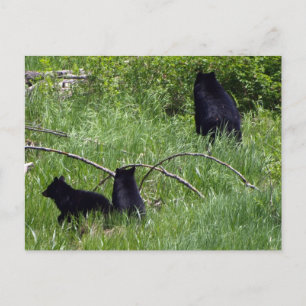 Mutter Bären & Cubs Wildlife Postkarte