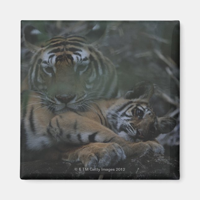 Mutter Bengalisch Tiger mit Cube Magnet (Vorne)