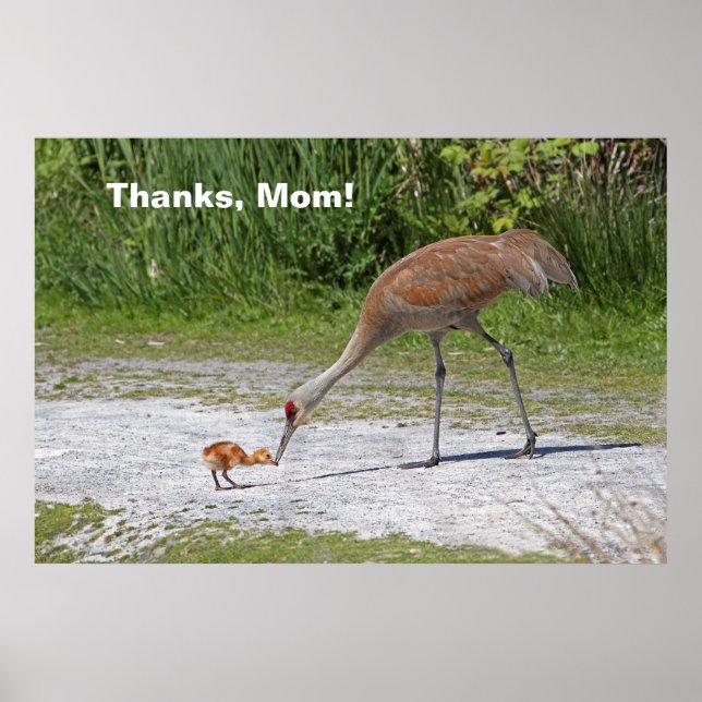 Mutter Bird und Baby Bird Sandhill Cranes Poster (Vorne)