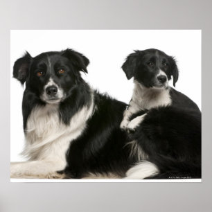 Mutter-Border-Collie und -welpe Poster
