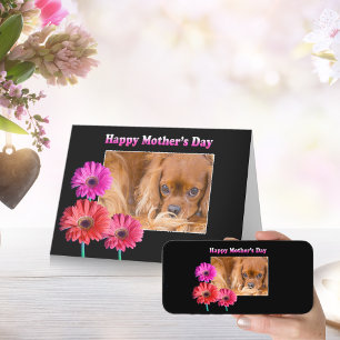 Mutter Day Cavalier King Charles Daisies Card Karte