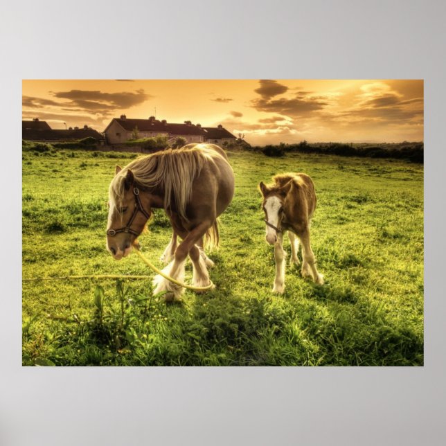 Mutter & Foal Pferd Poster (Vorne)