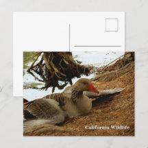 Mutter Gänse Postkarte