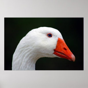 Mutter Goose Poster