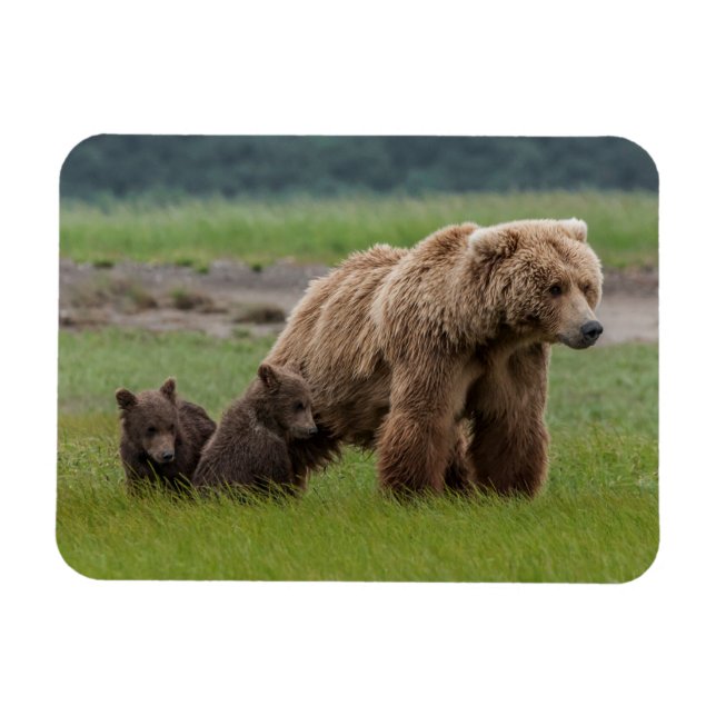 Mutter Grizzly Bär mit Twin Cubs Magnet (Horizontal)
