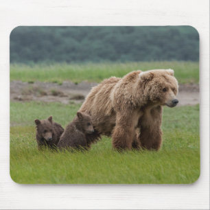 Mutter Grizzly Bär mit Twin Cubs Mousepad