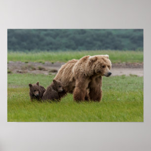 Mutter Grizzly Bär mit Twin Cubs Poster