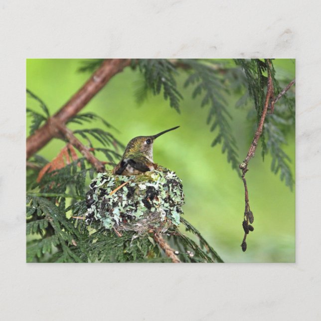 Mutter Hummingbird auf Nest Postkarte (Vorderseite)