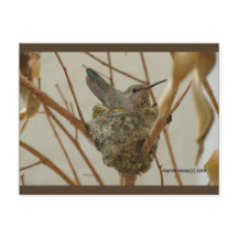Mutter Hummingbird | Blue Beach Song™ Postkarte