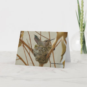 Mutter Hummingbird Karte