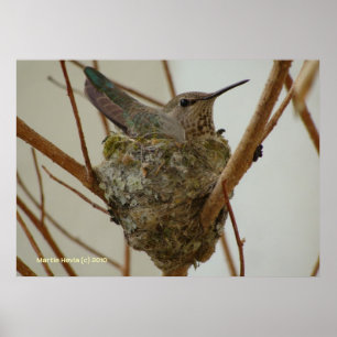 Mutter Hummingbird Poster