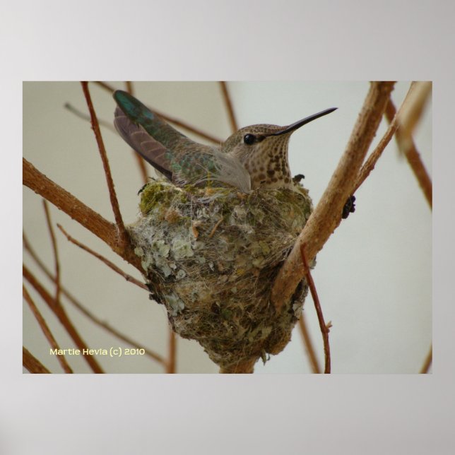 Mutter Hummingbird Poster (Vorne)