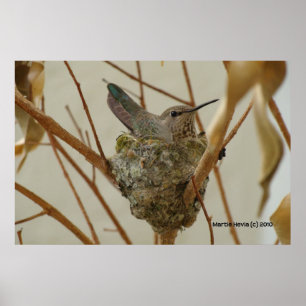 Mutter Hummingbird - Print/Poster Poster