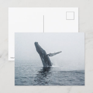 Mutter Humpback Whale Einladungspostkarte