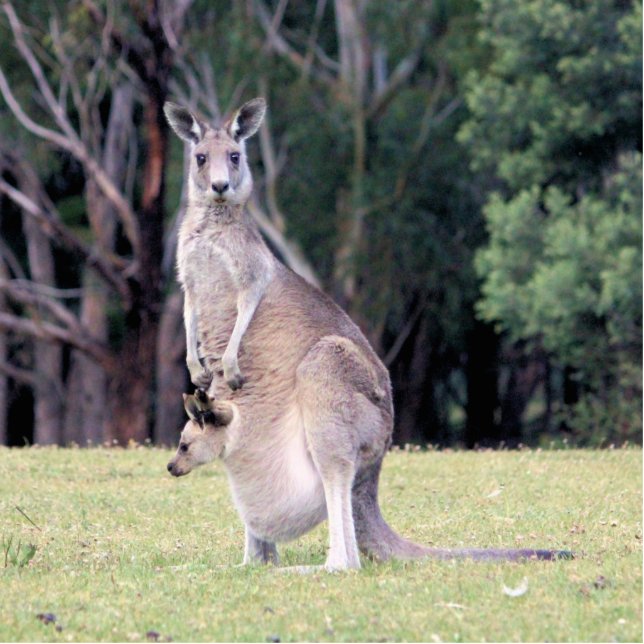 Mutter Kangaroo mit Baby Joey in ihrem Beutel Fotoskulptur Magnet (Vorne)