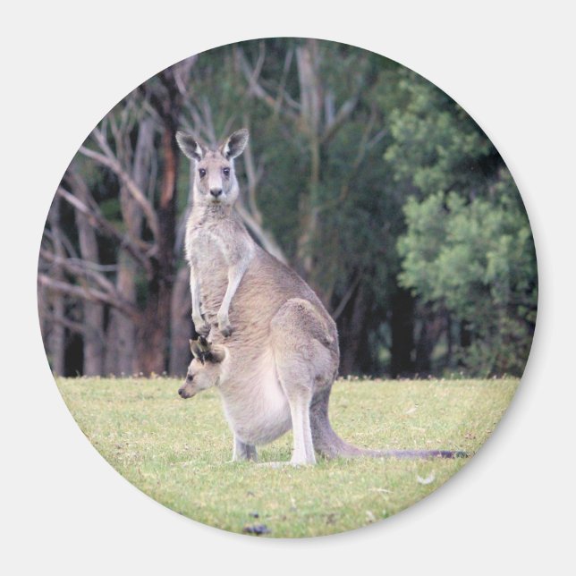 Mutter Kangaroo mit Baby Joey in ihrem Beutel Magnet (Vorne)