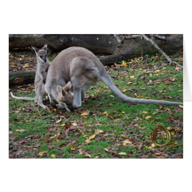 Mutter Kangaroo und Joey (Vorderseite (Horizontal))