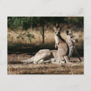 Mutter Kangaroo und Joey Relaxing Postkarte