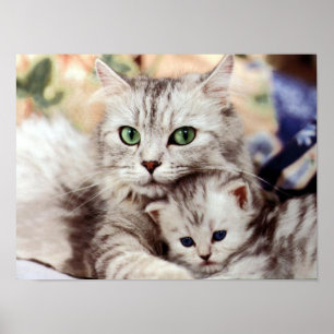 Mutter Katze & Kitten Poster
