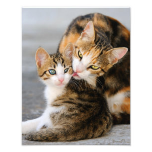 Mutter Katze Lieben Niedlich Kitten - Paperprint Fotodruck