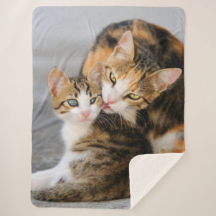 Mutter Katzen Lieben Niedlich Baby Kitten Tier Fot Sherpadecke