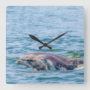 Mutter Liebe Dolphin & Baby Clock Quadratische Wanduhr