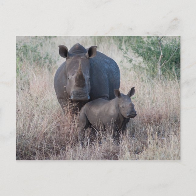 Mutter Liebe - Rhino Style Postcard Postkarte (Vorderseite)
