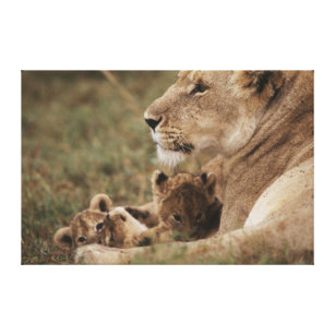 Mutter-Löwe, der mit Jungen sitzt Leinwanddruck